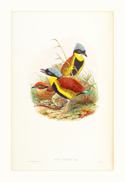 鳥(niǎo)類(lèi)花卉油畫(huà)裝飾畫(huà)