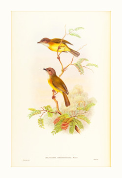歐式古典花鳥裝飾畫