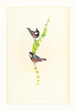 美克美家花鳥水彩畫