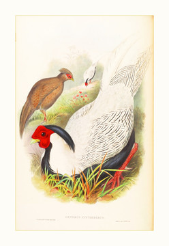 美克美家花鳥水彩畫