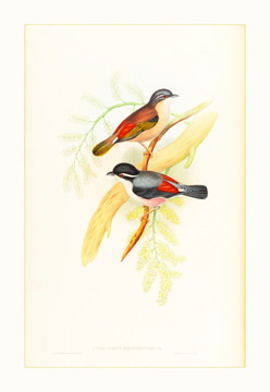美克美家花鳥(niǎo)水彩畫(huà)