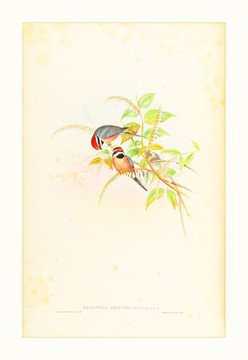 美克美家花鳥(niǎo)水彩畫(huà)