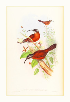 美克美家花鳥(niǎo)水彩畫(huà)