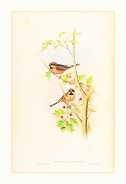 美克美家花鳥(niǎo)水彩畫(huà)