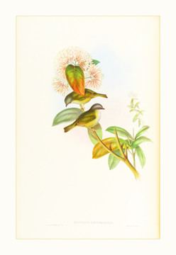 美克美家花鳥水彩畫