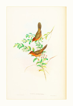 欧式古典花鸟装饰画