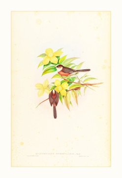 花鳥(niǎo)油畫(huà)