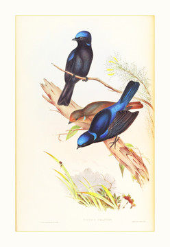 花鳥油畫