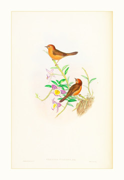 欧式古典花鸟装饰画