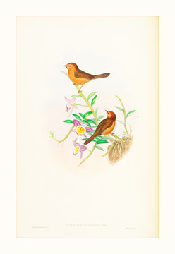 歐式古典花鳥裝飾畫