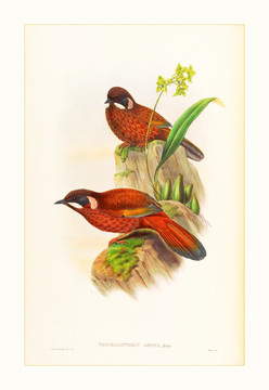 花鳥油畫