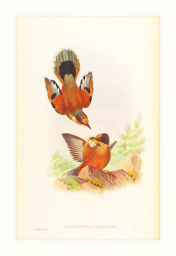 花鳥(niǎo)