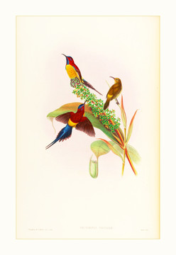 花鳥(niǎo)