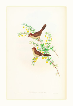 鳥(niǎo)類水彩畫(huà)裝飾畫(huà)