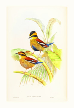花鳥