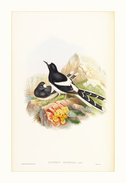 花鳥(niǎo)水彩畫(huà)