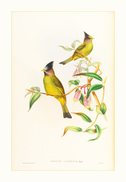 花鳥水彩畫