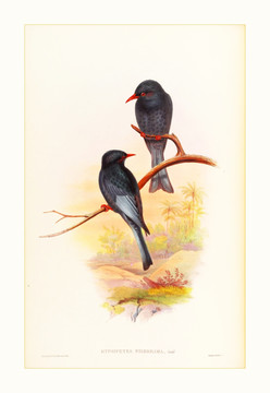 花鳥裝飾畫