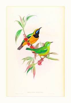 花鳥裝飾畫