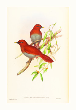 花鳥(niǎo)裝飾畫(huà)