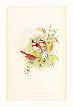 鸟类水彩画装饰画