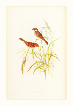 花鳥油畫裝飾畫