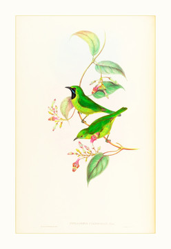 花鳥油畫裝飾畫