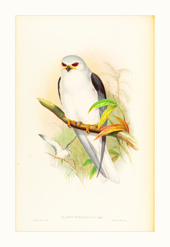 花鳥油畫裝飾畫