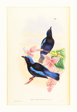古典花鳥(niǎo)手繪水彩畫