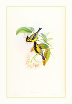 古典花鳥(niǎo)手繪水彩畫(huà)