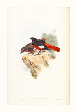 高清花鳥(niǎo)水彩畫(huà)