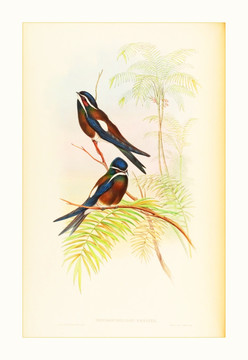 高清花鳥水彩畫
