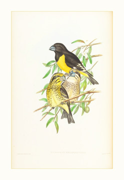 高清花鳥水彩畫