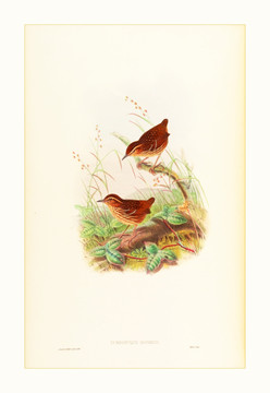高清花鳥(niǎo)水彩畫(huà)