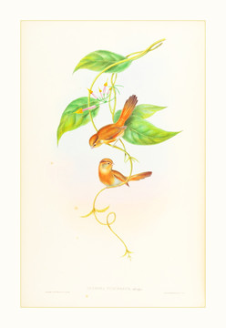 古典花鳥裝飾畫畫芯