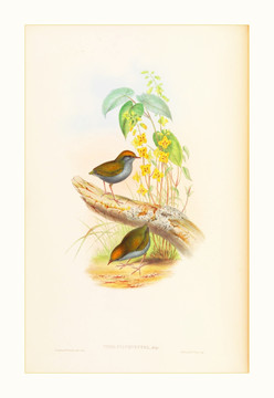 花鳥(niǎo)裝飾畫(huà)