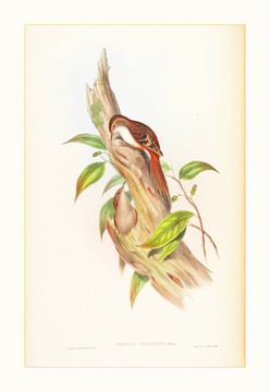 花鳥裝飾畫