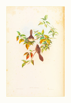 花鳥裝飾畫