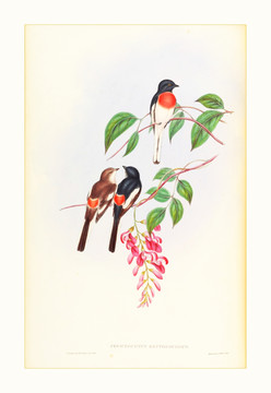花鳥裝飾畫無(wú)框畫