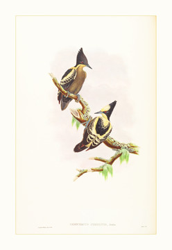 鸟类版画装饰画