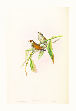 花鳥(niǎo)水彩畫(huà)裝飾畫(huà)