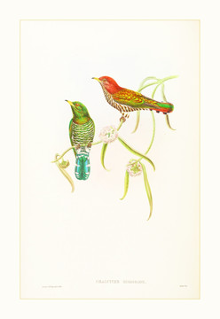 花鳥(niǎo)水彩畫(huà)裝飾畫(huà)