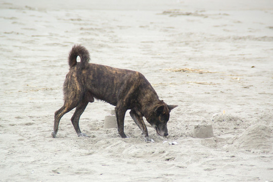 沙滩流浪狗