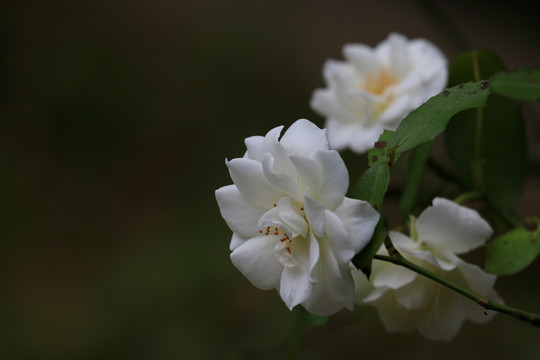 白色花朵