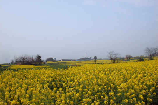 春天的田野