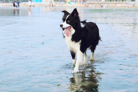 海水浴场