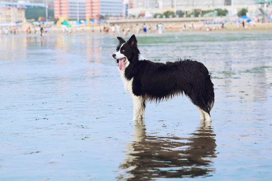 海水浴场