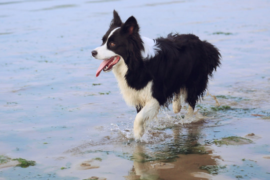 边境牧羊犬