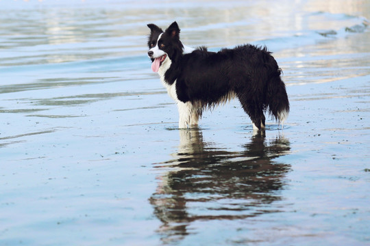 边境牧羊犬