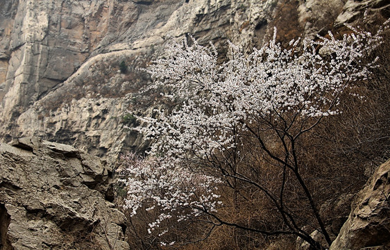 山中桃花开